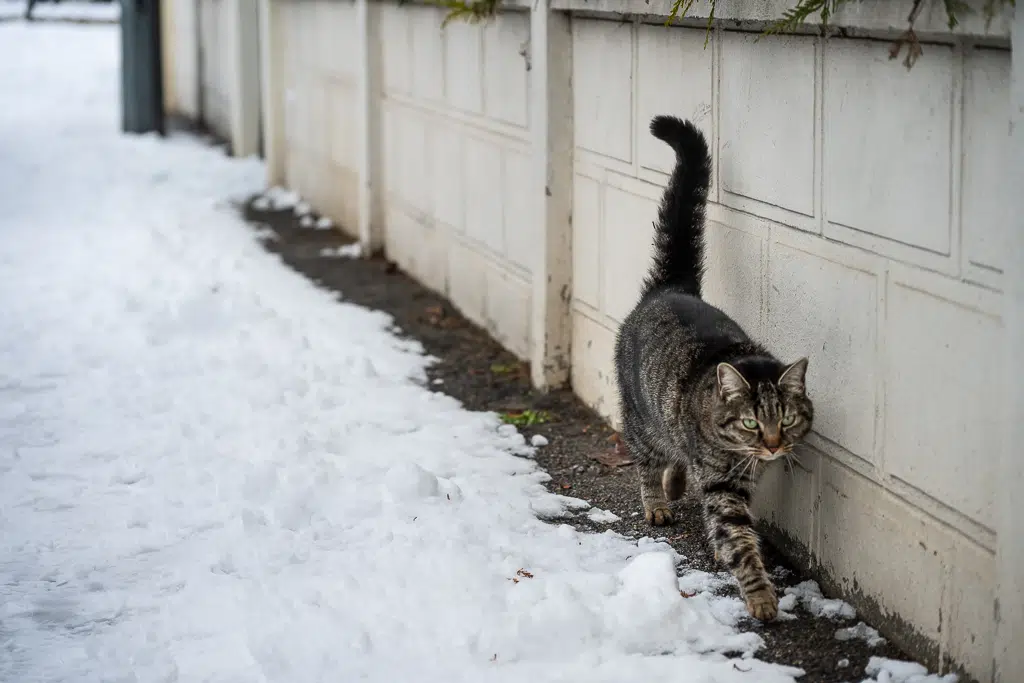 La neige tombe sur Vitry-sur-Seine - janvier 2026
