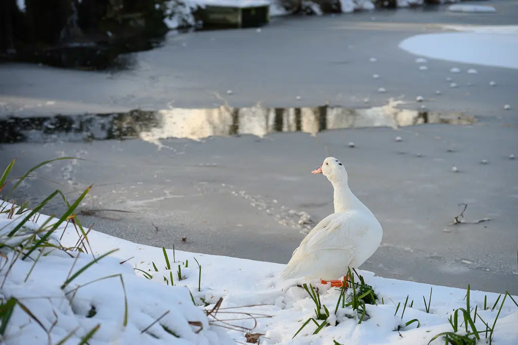 La neige tombe sur Vitry-sur-Seine - janvier 2026