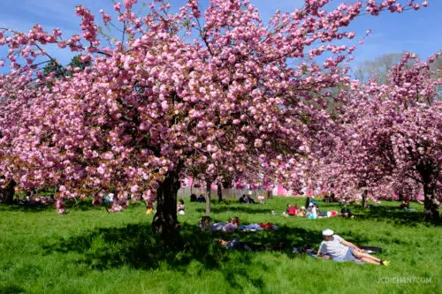Hanami 2026 au parc de Sceaux : floraison, photos et balade - photo © JC Dichant