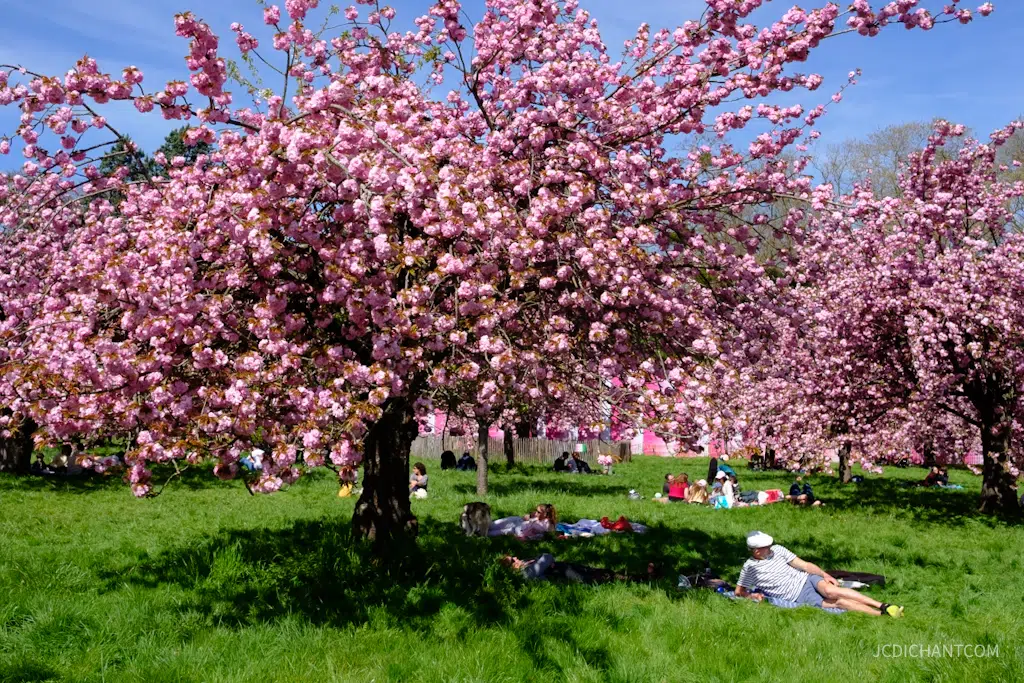 Hanami 2026 au parc de Sceaux : floraison, photos et balade - photo © JC Dichant