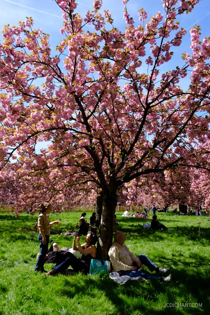 Hanami 2026 au parc de Sceaux : floraison, photos et balade - photo © JC Dichant
