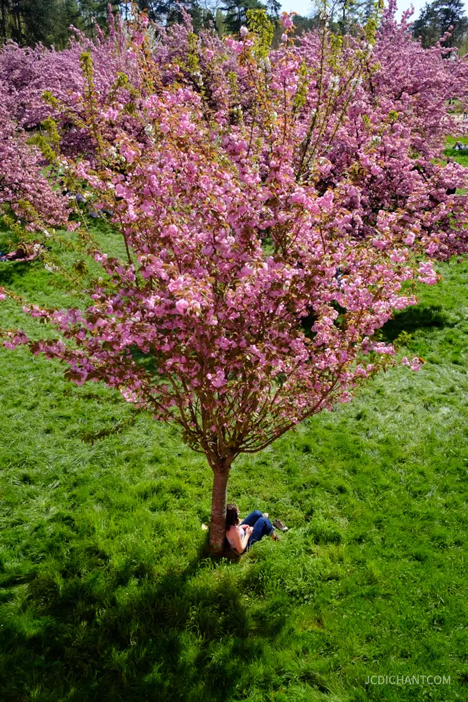 Hanami 2026 au parc de Sceaux : floraison, photos et balade - photo © JC Dichant