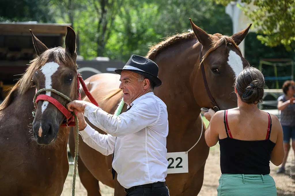 Concours de chevaux de trait à Alvignac (Lot) : août 2026