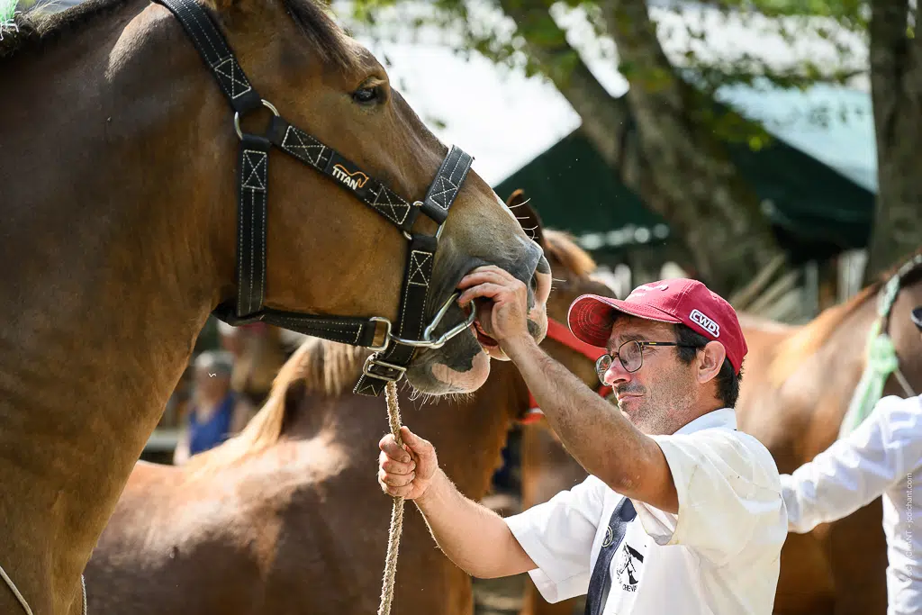 Concours de chevaux de trait à Alvignac (Lot) : août 2026